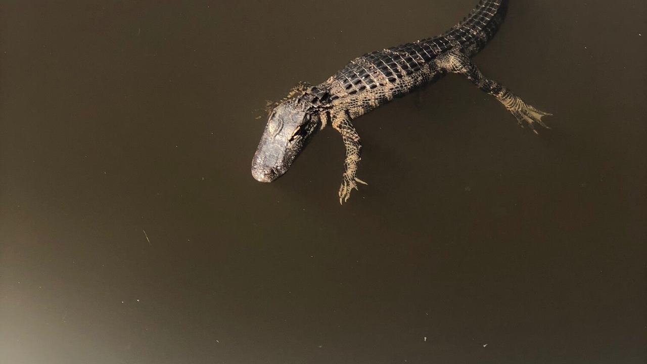 Photo of Others in Lochmoor Waterway Estates