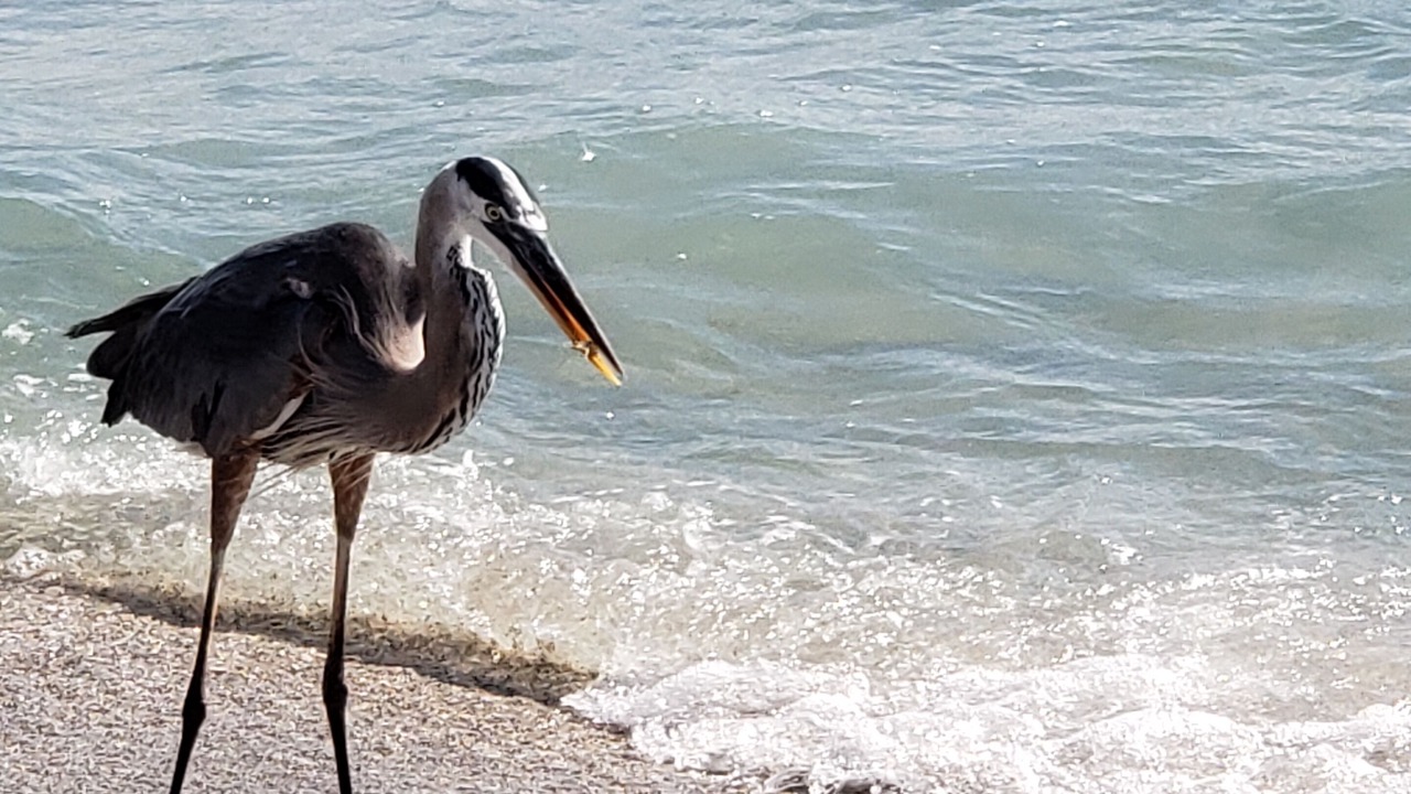 Photo of Others in South Gulf Cove