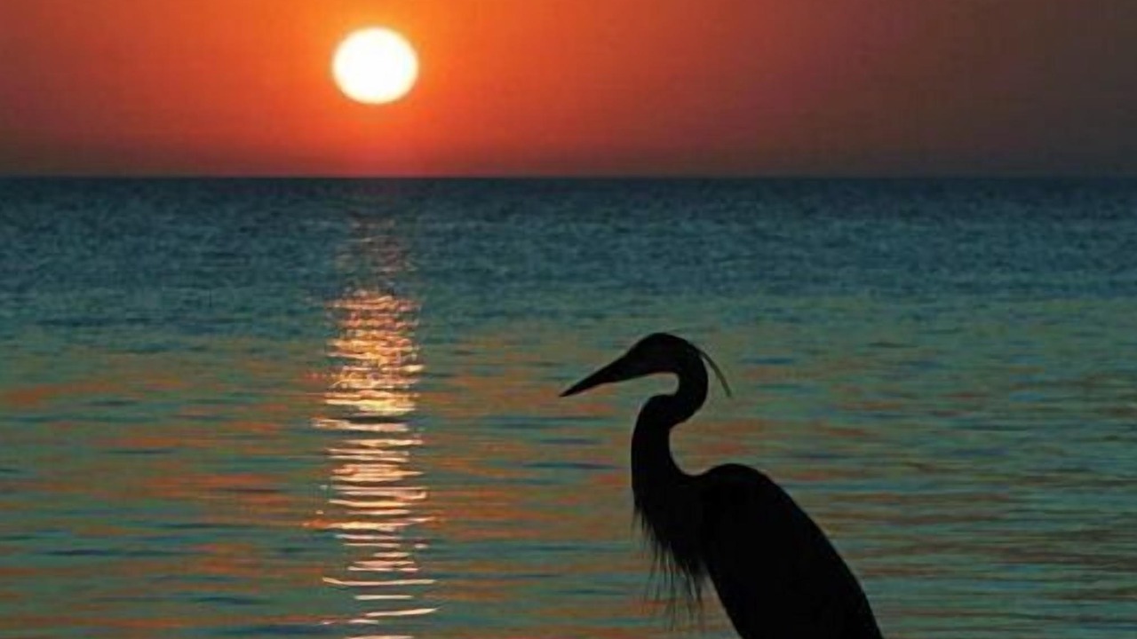 Photo of Others in Palm Harbor