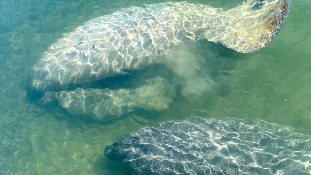 Photo of Others in Islamorada
