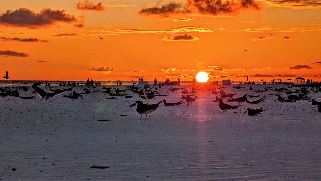 Photo of Others in Sarasota