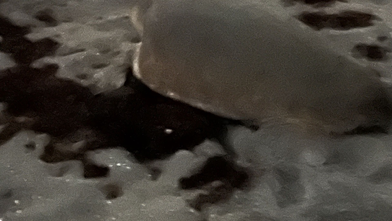 Photo of Others in Jensen Beach