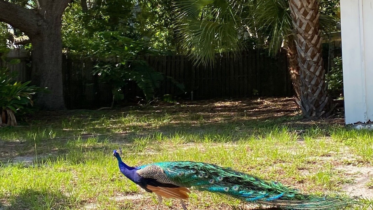 Photo of Others in Indian Beach Sapphire Shores