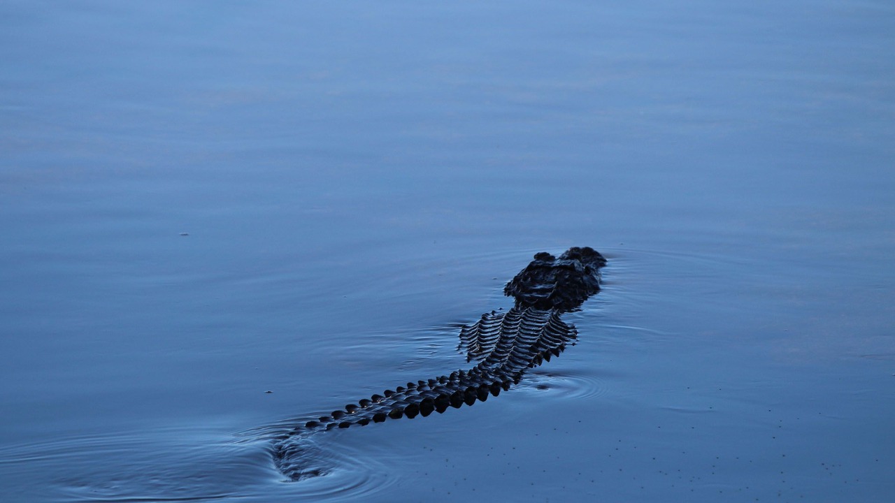 Photo of Others in Sanibel