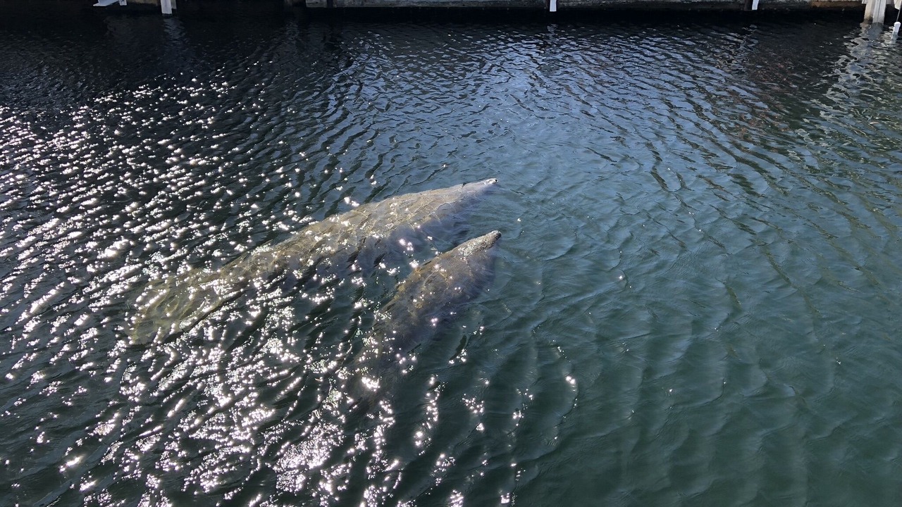 Photo of Outdoor in Key Largo Village