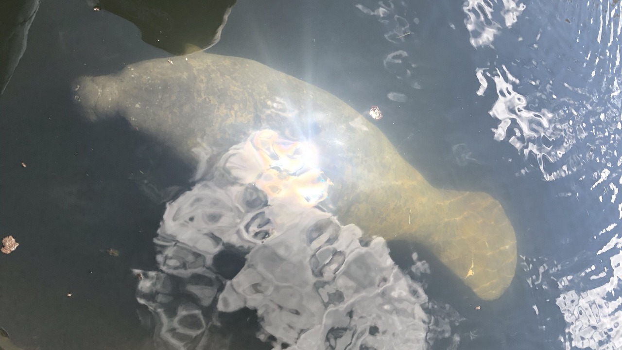 Photo of Others in Key Largo Village