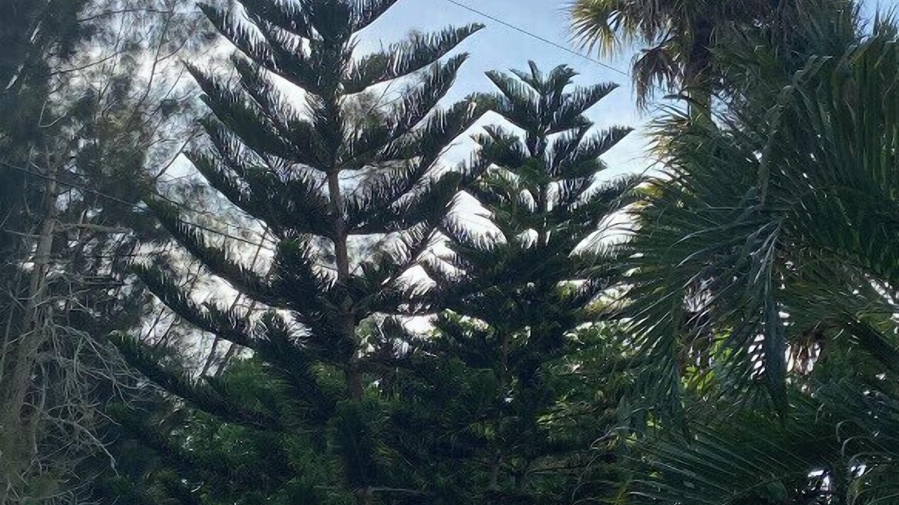 Photo of Outdoor in Alta Vista