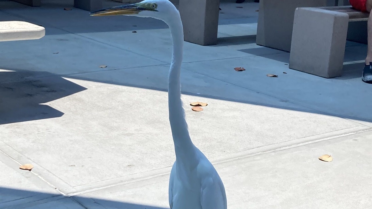 Photo of Others in Sarasota