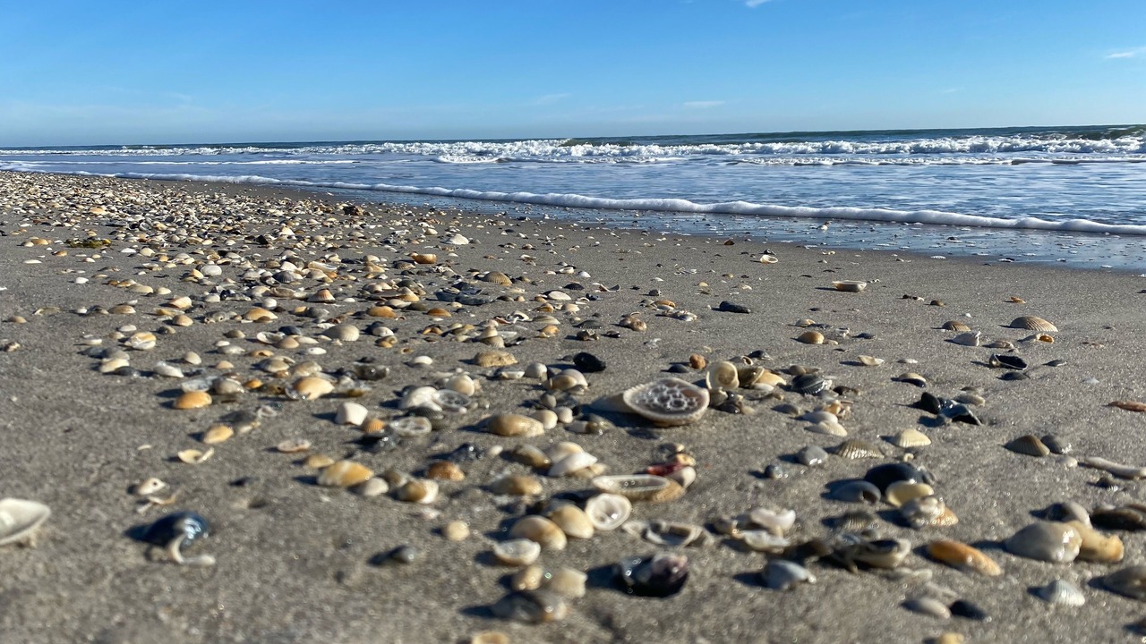 Photo of Others in South Patrick Shores