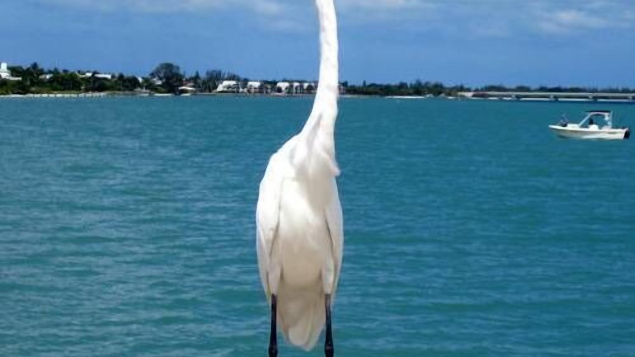 Photo of Others in Sanibel