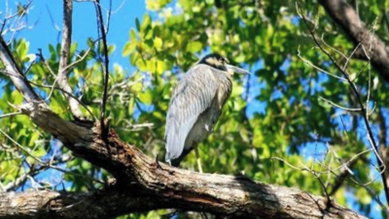 Photo of Outdoor in Sanibel