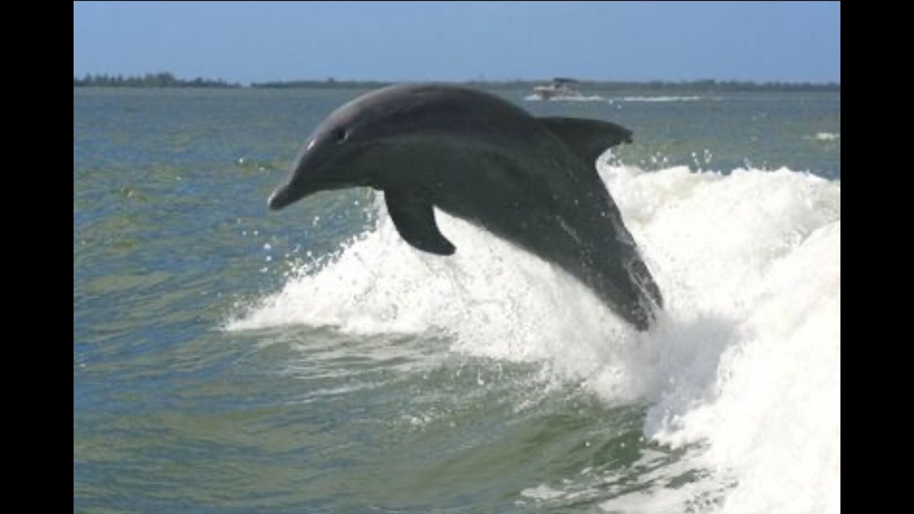 Photo of Others in Sanibel