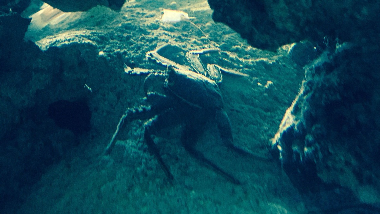 Photo of Others in Jensen Beach