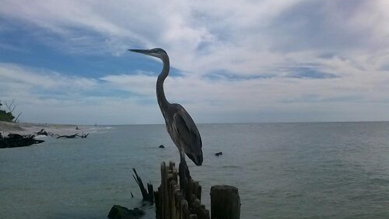 Photo of Others in Sanibel