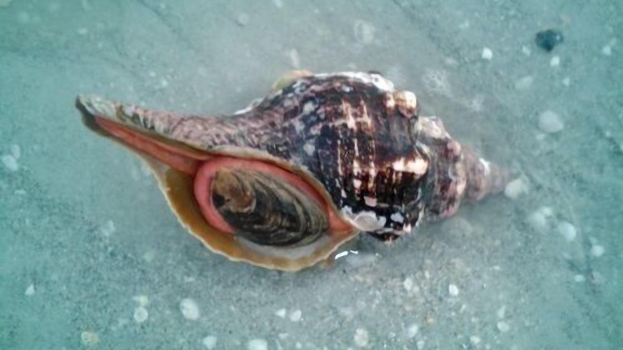 Photo of Others in Sanibel