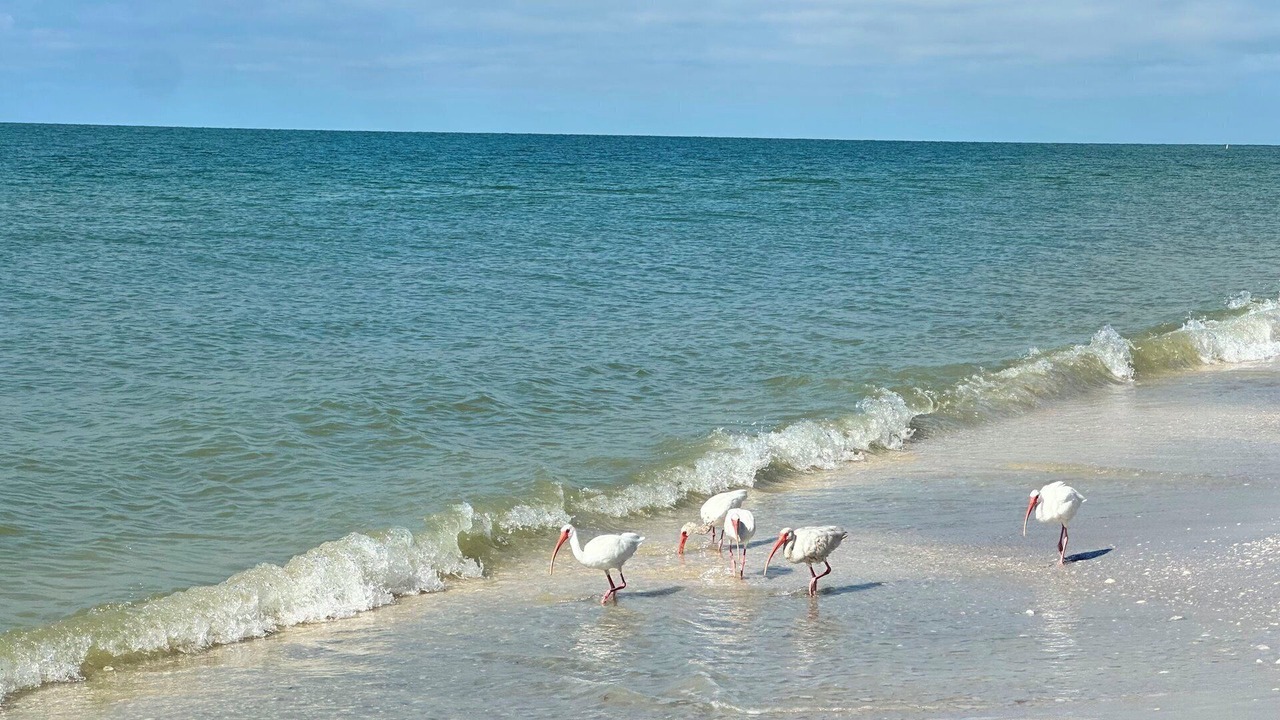 Photo of Others in Shell Harbor