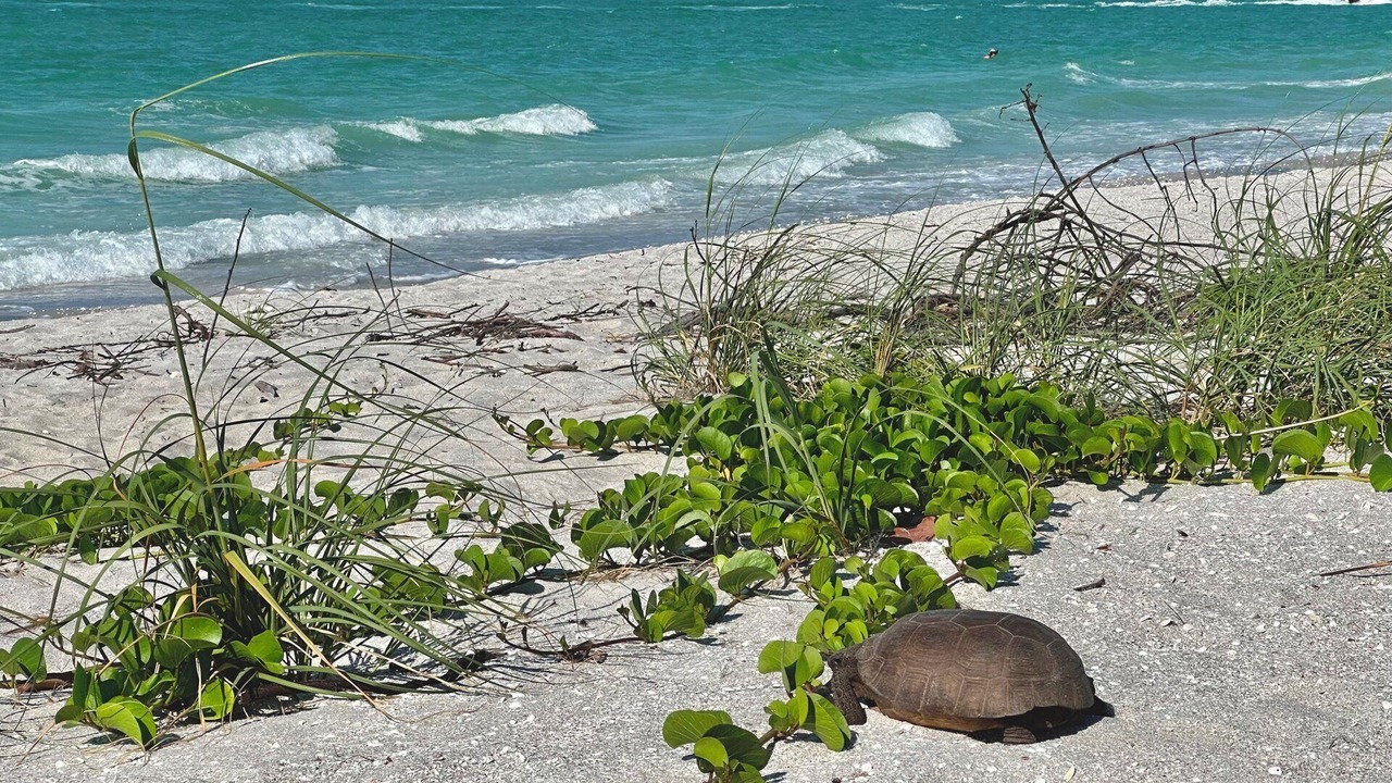 Photo of Others in Shell Harbor