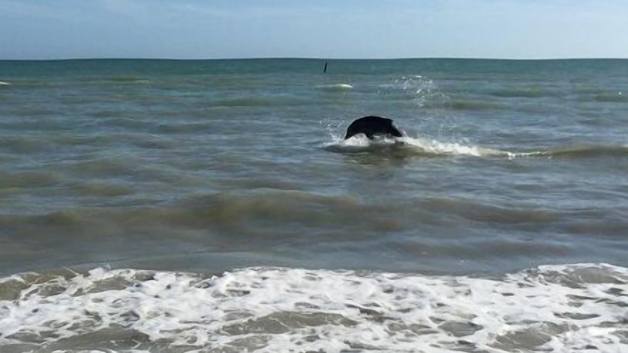 Photo of Others in Sanibel