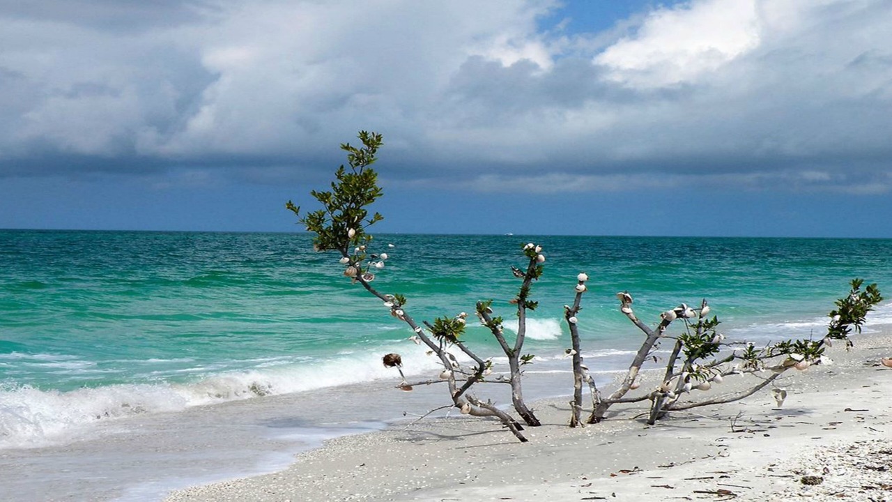 Photo of Others in Marco Island
