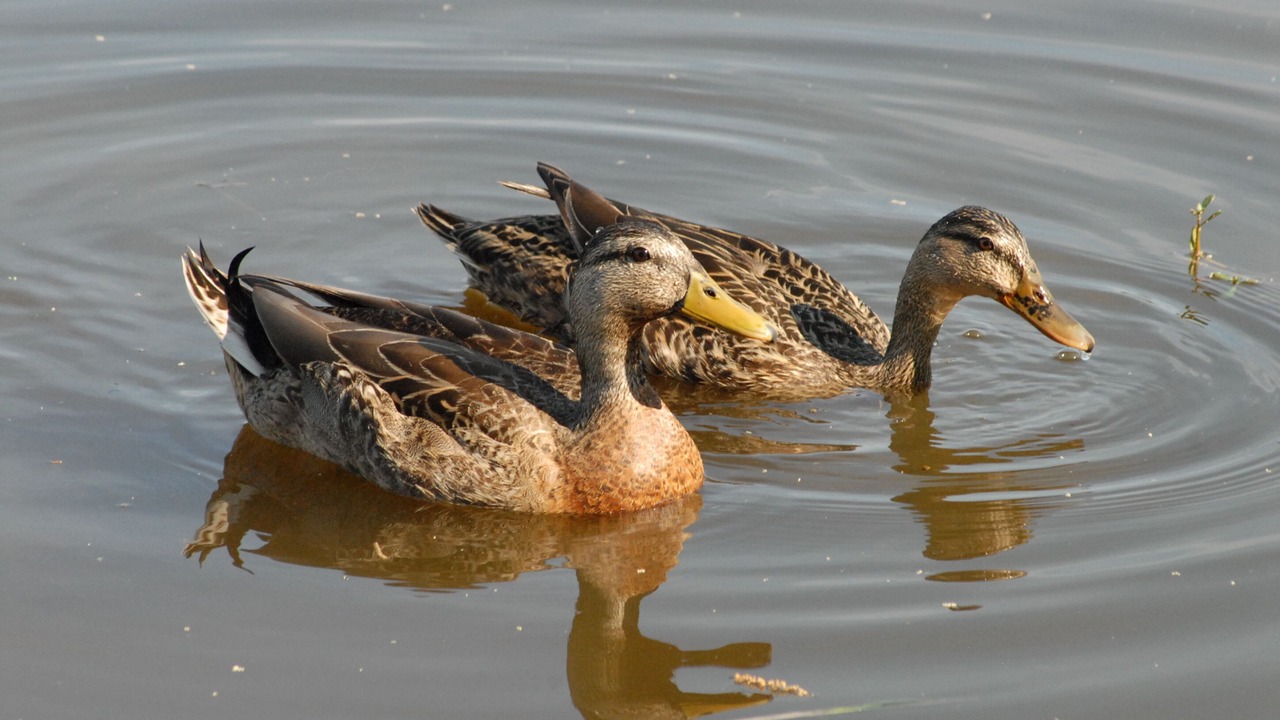 Photo of Others in Winter Haven