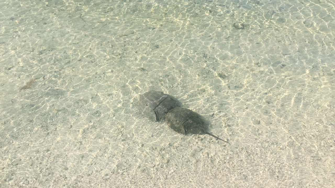 Photo of Others in Key Largo Village