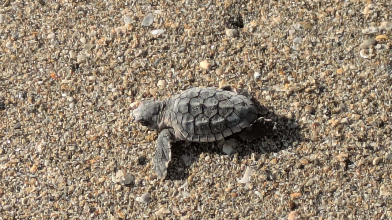 Photo of Others in Fort Pierce