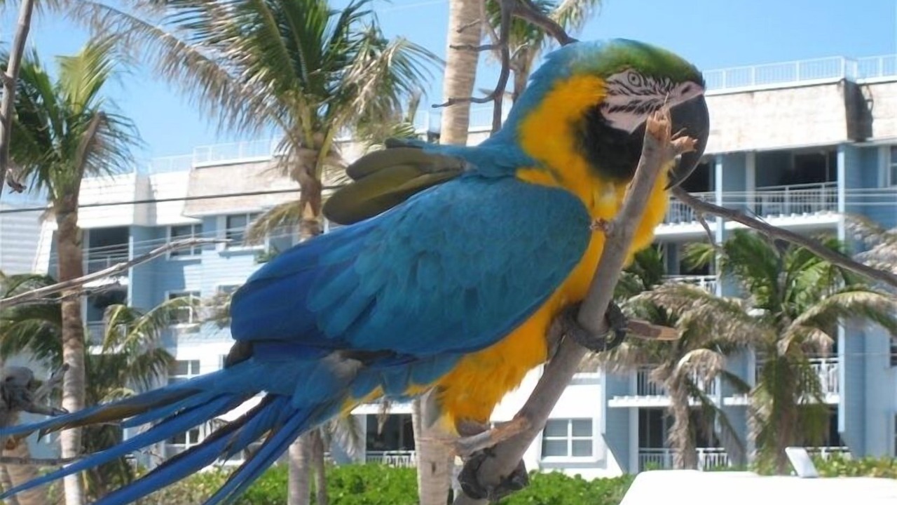 Photo of Others in Key West