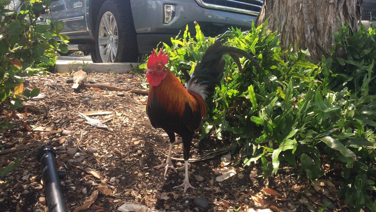 Photo of Others in Key West