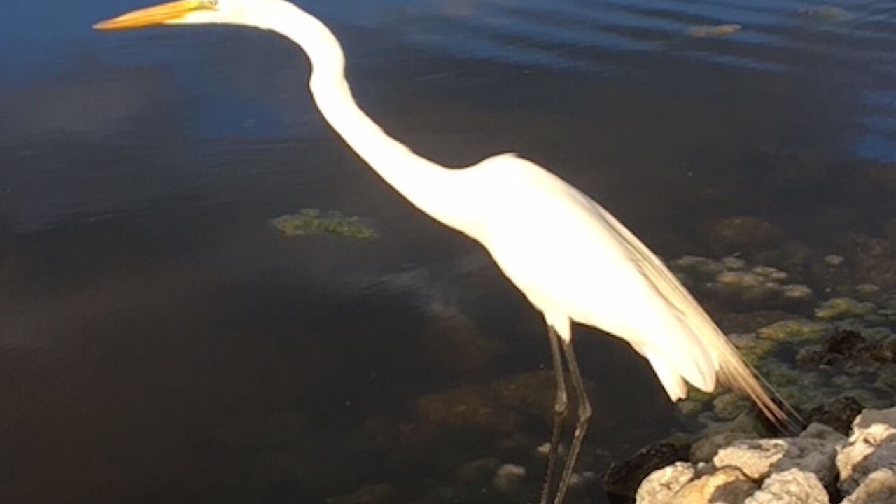 Photo of Others in Flamingo Bay
