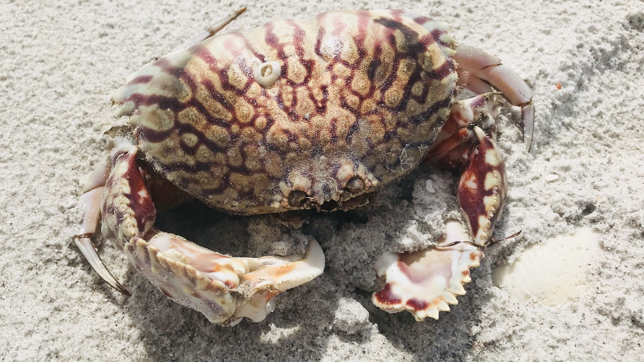 Photo of Others in Sanibel