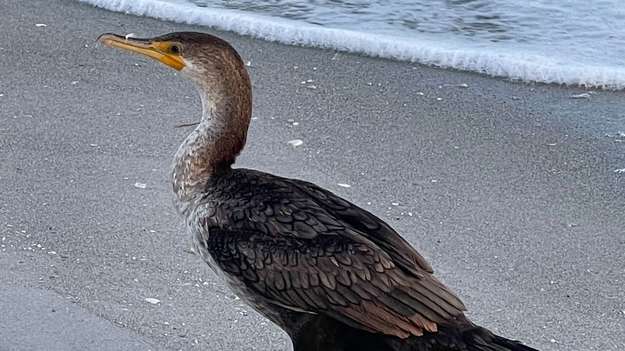 Photo of Others in Sanibel