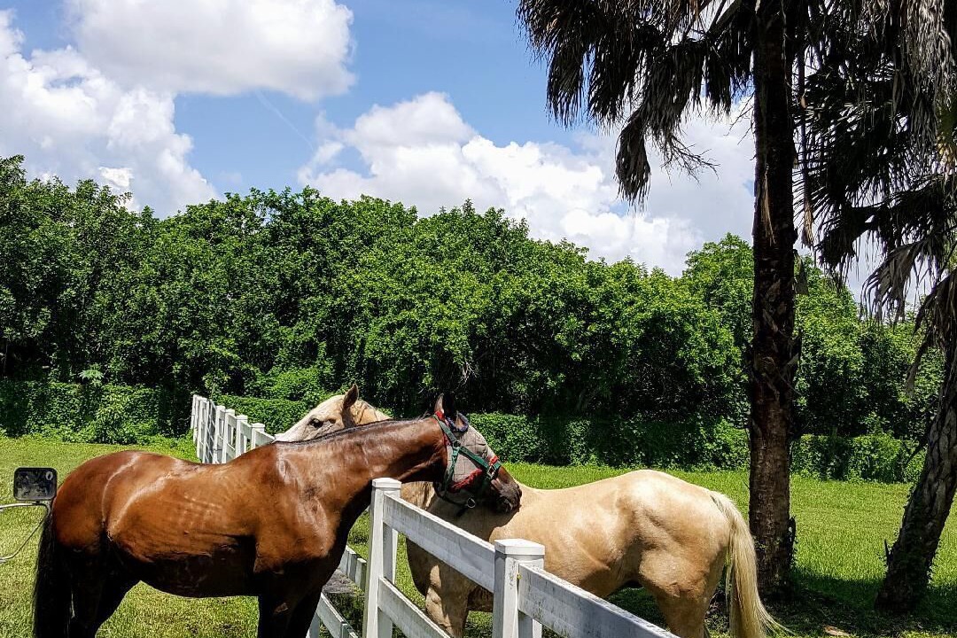 Photo of Outdoor in Sarasota