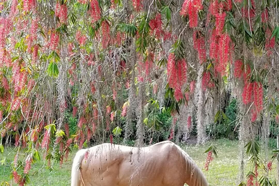 Photo of Outdoor in Sarasota