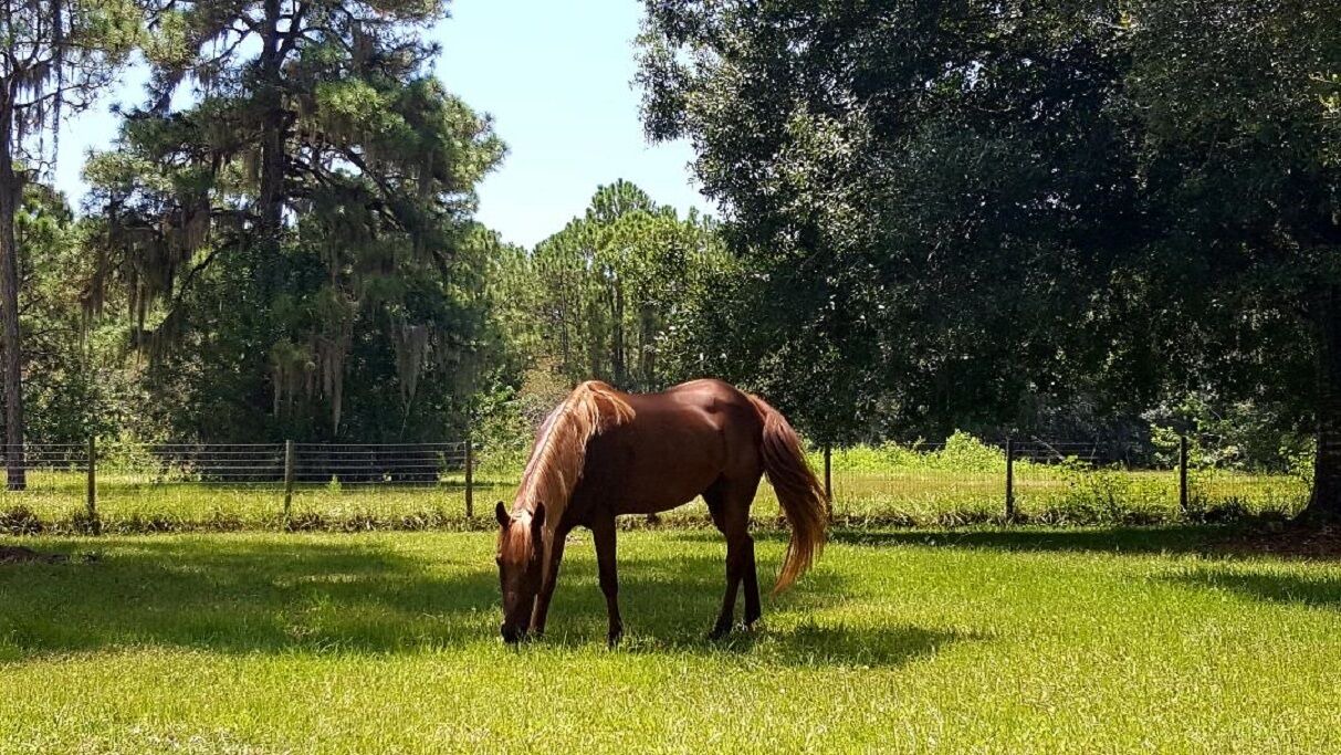 Photo of Others in Sarasota