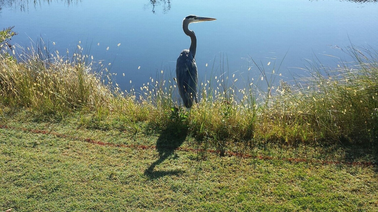 Photo of Others in Saint Helena Island