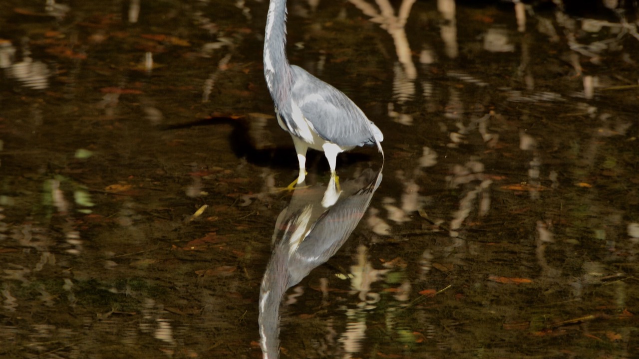 Photo of Others in Gumbo Limbo