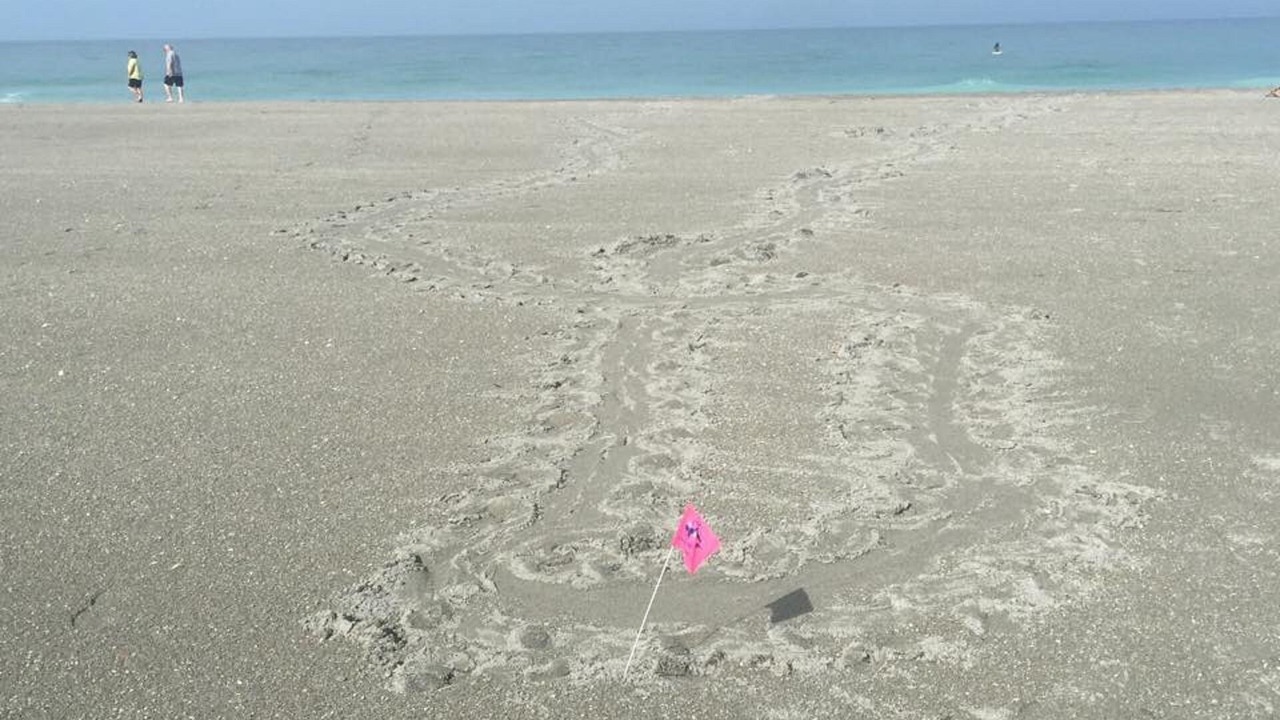 Photo of Others in Siesta Key
