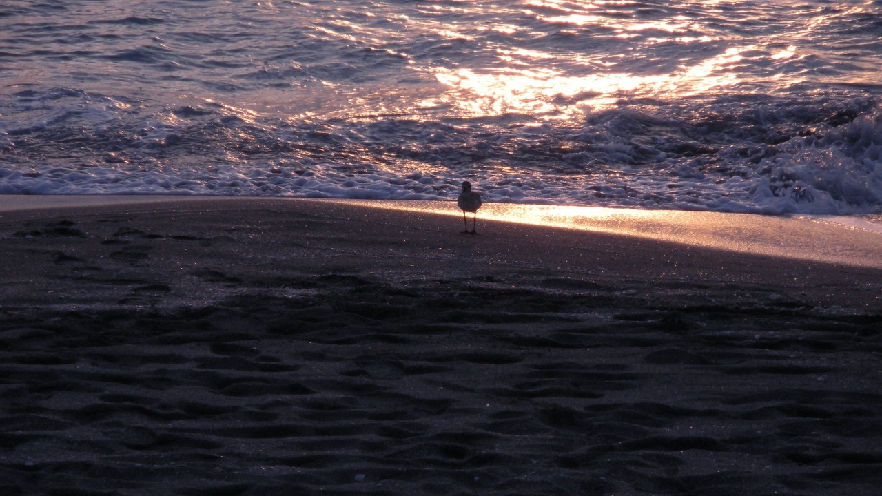 Photo of Others in Siesta Key