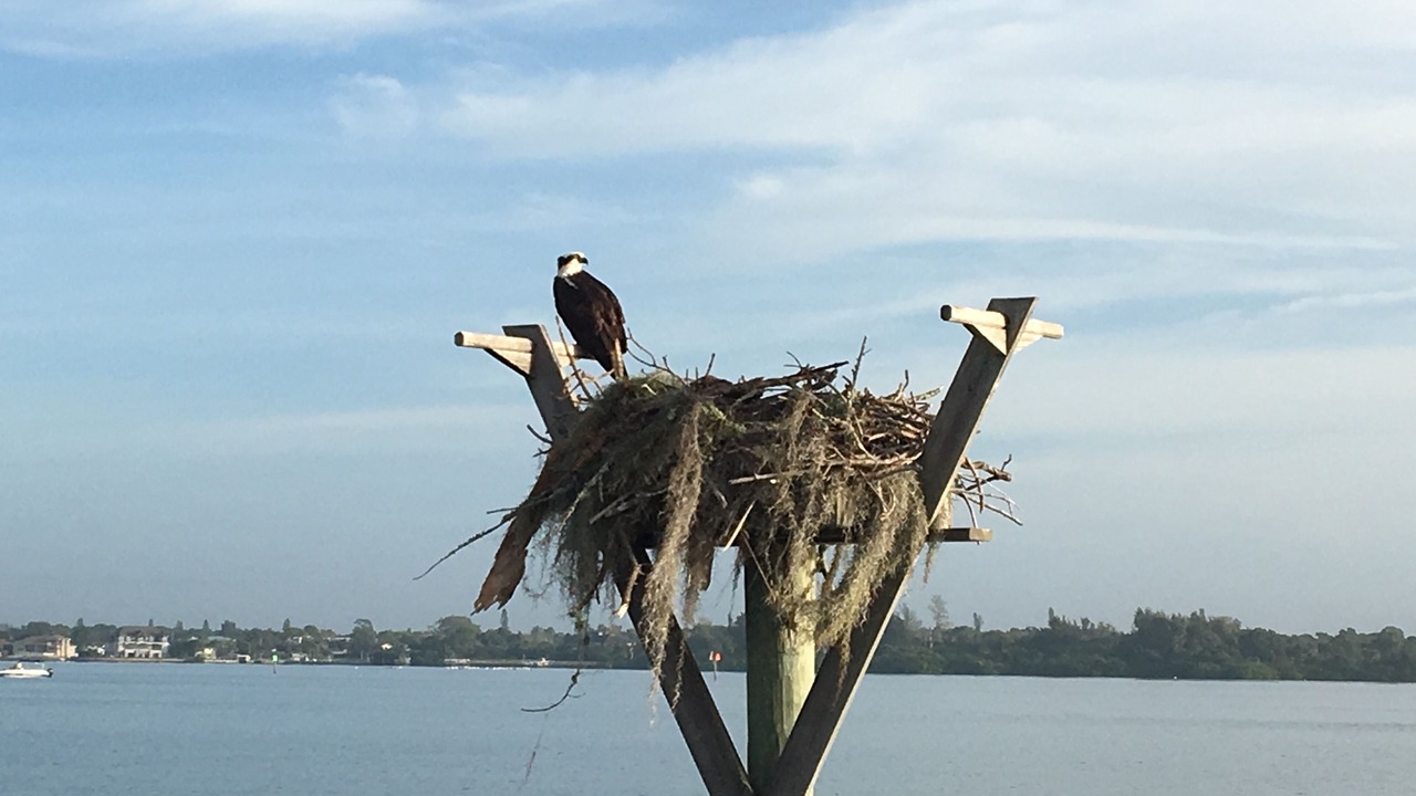 Photo of Outdoor in Siesta Key
