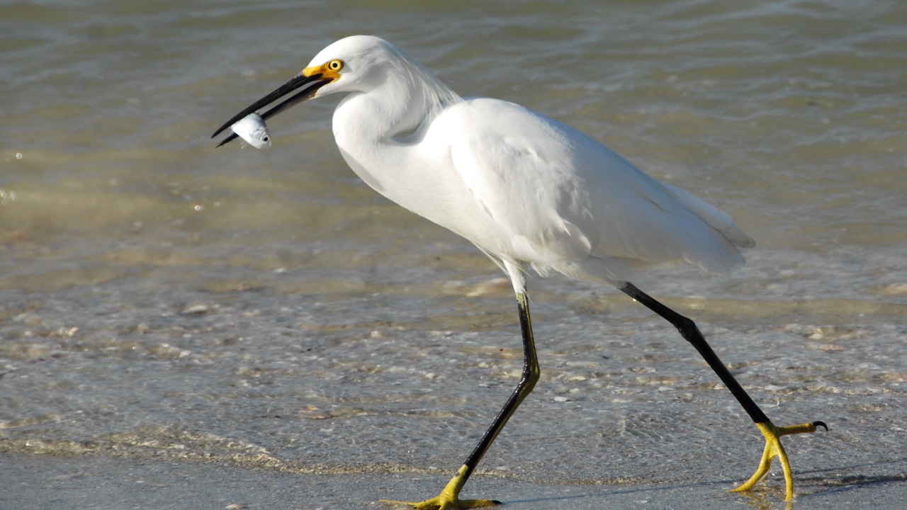 Photo of Others in North Naples