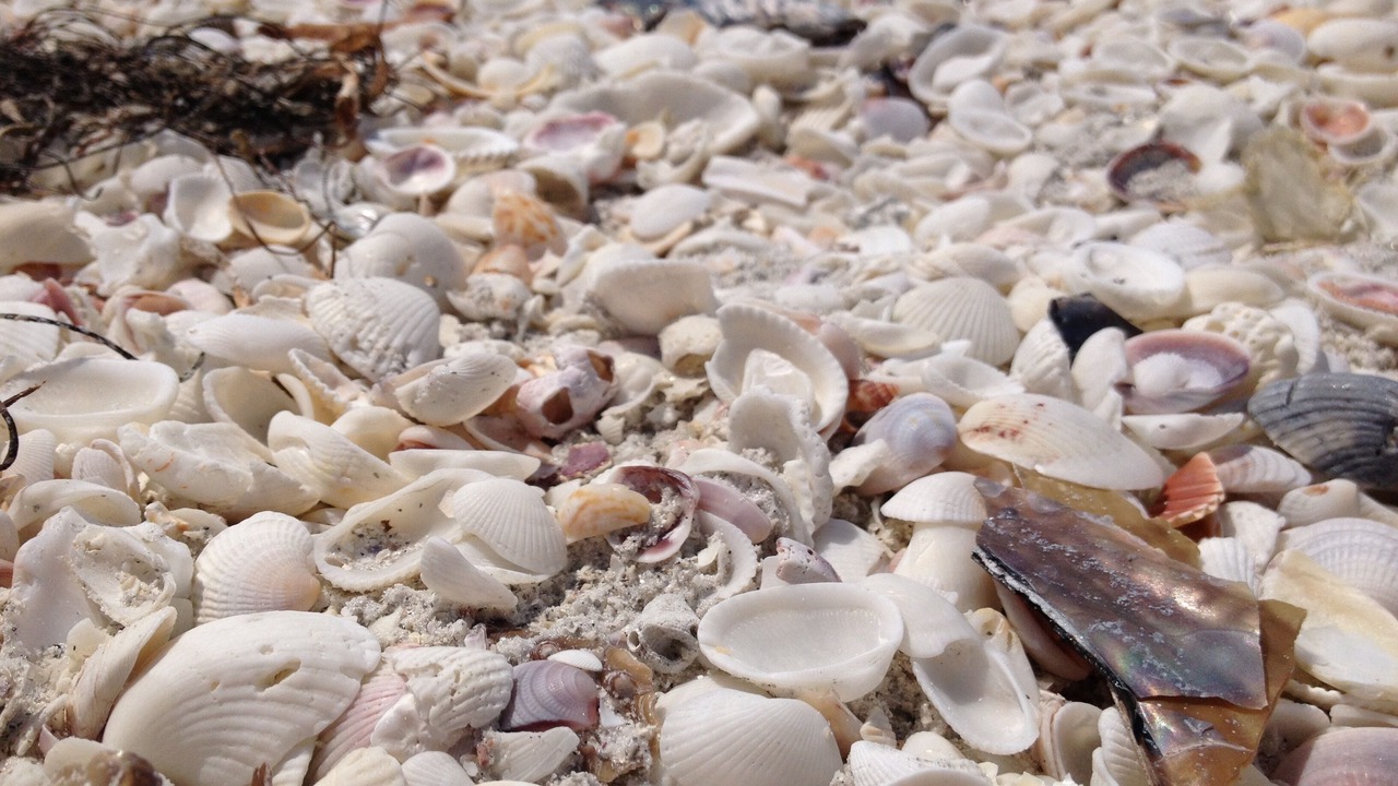 Photo of Others in Fort Myers