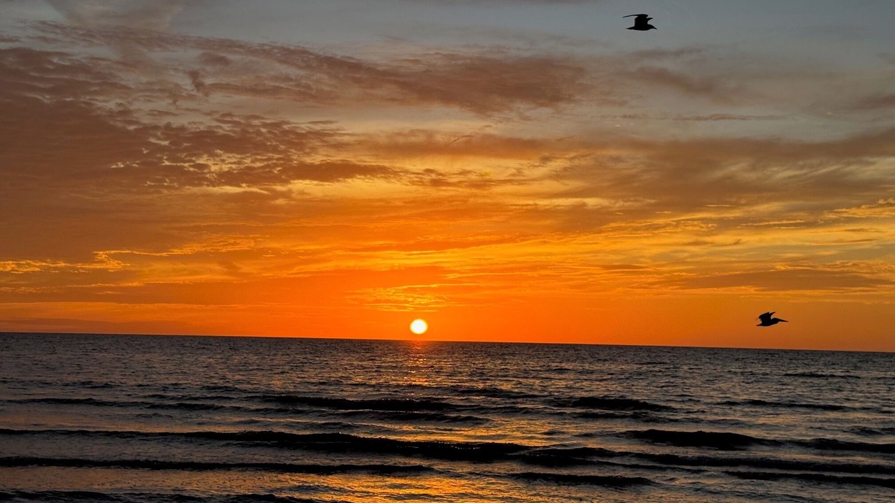 Photo of Others in Indian Rocks Beach