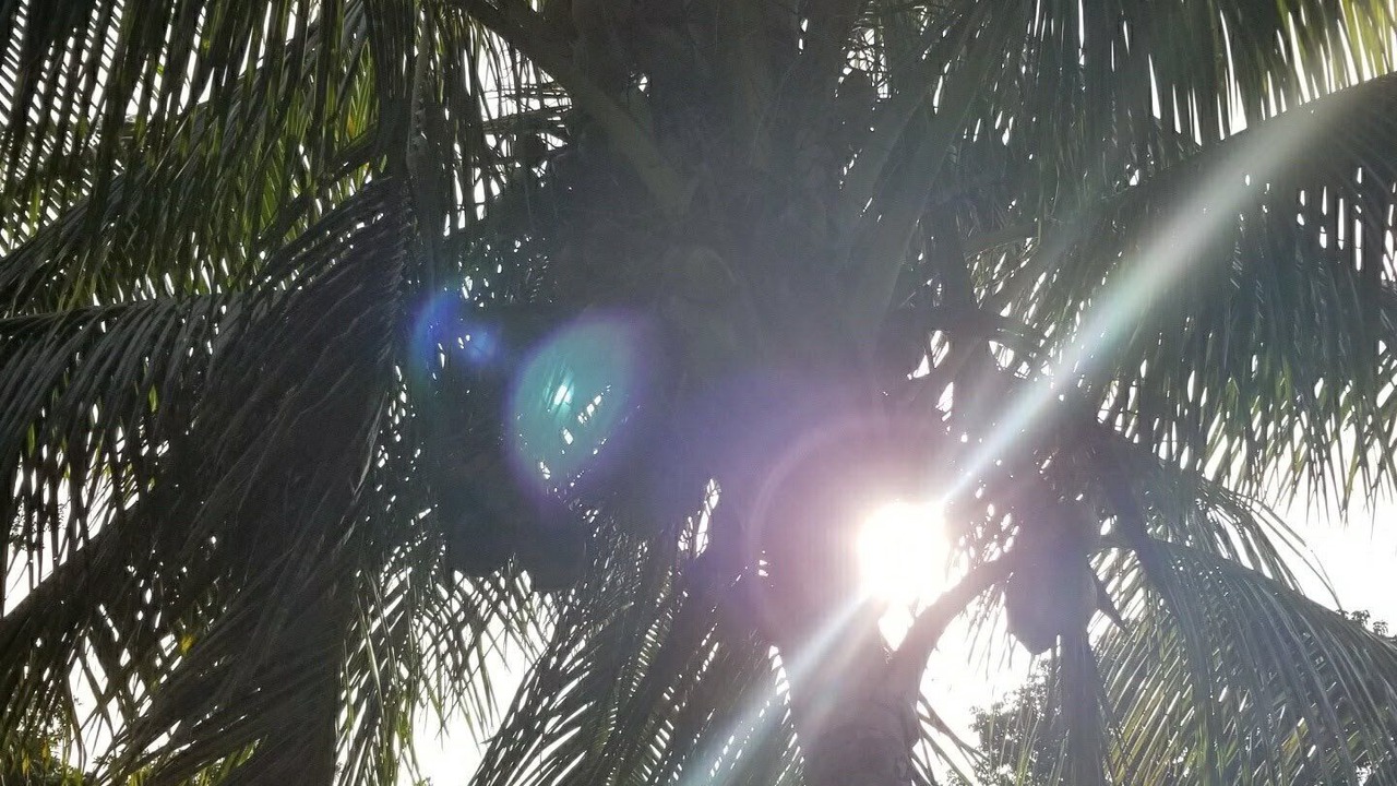 Photo of Others in Hutchinson Island South