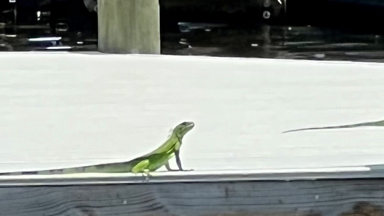 Photo of Others in Caloosahatchee