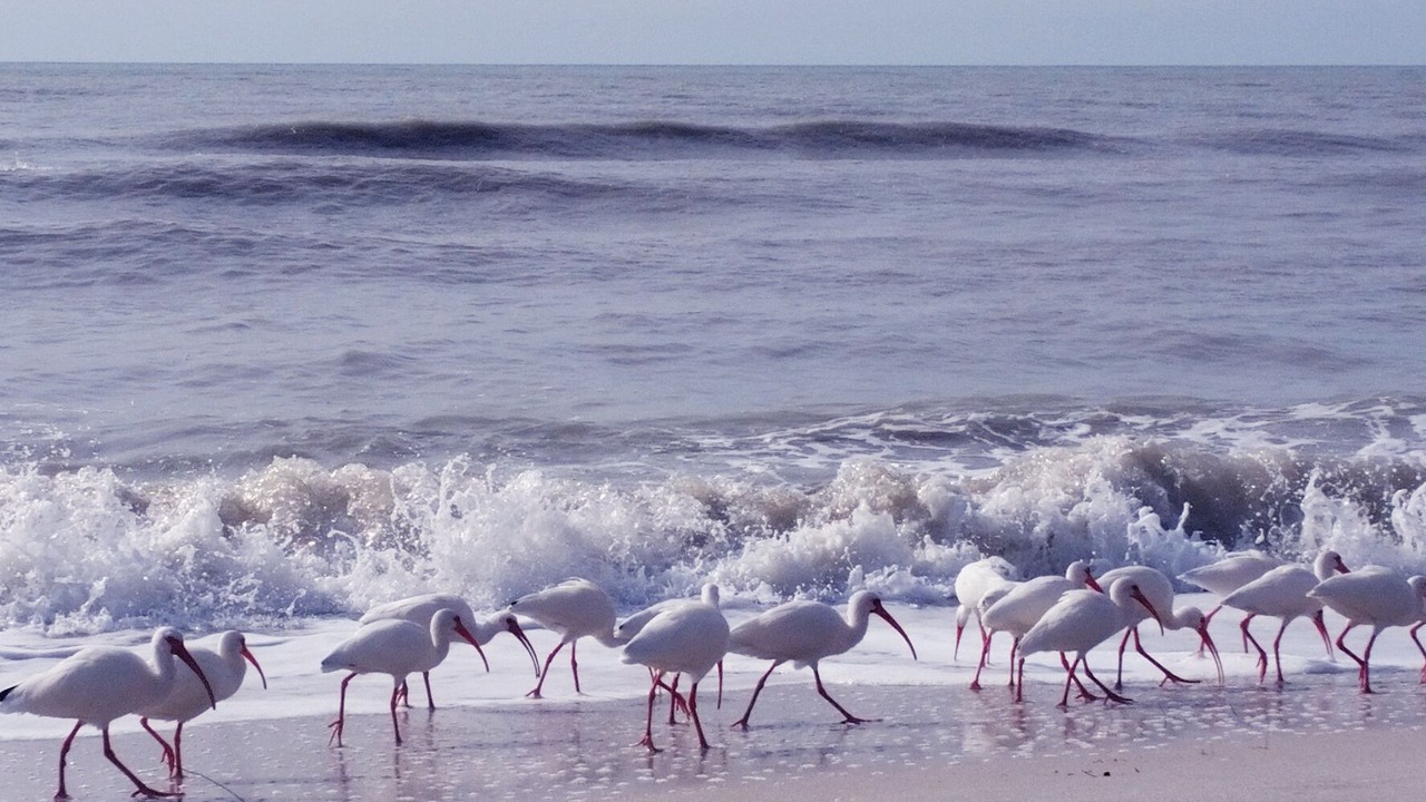 Photo of Others in Bonita Springs