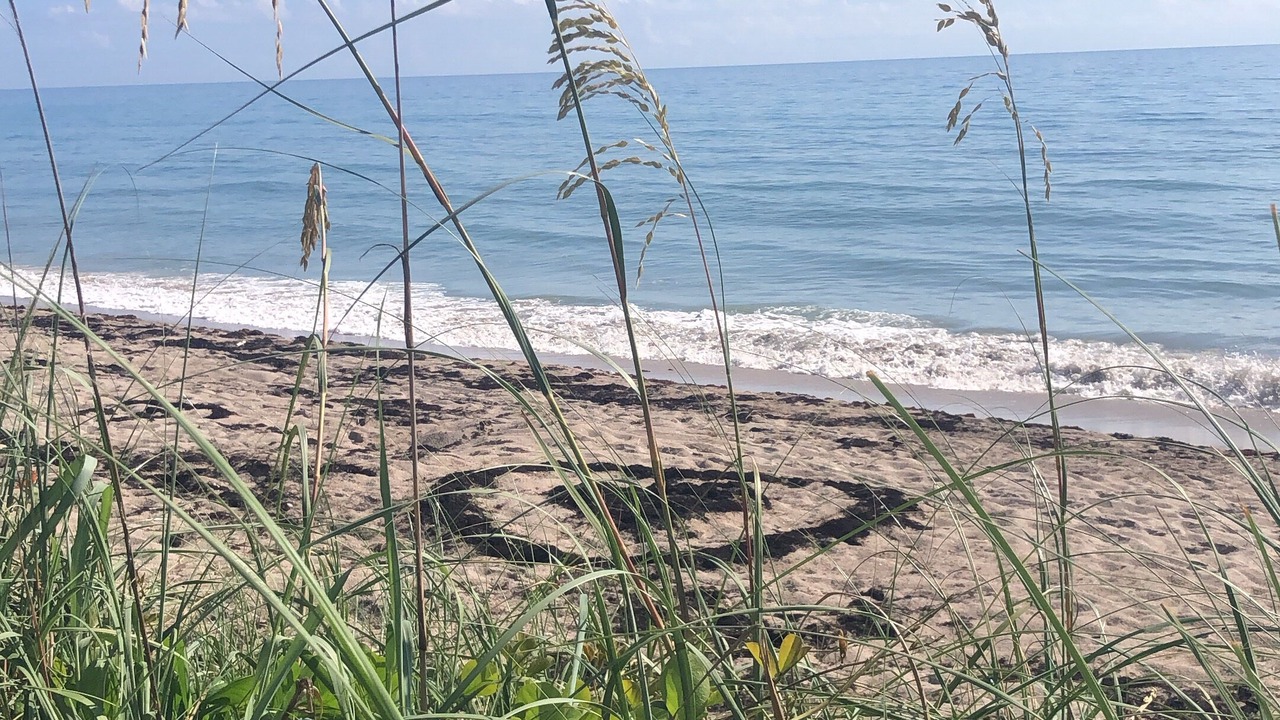 Photo of Others in Hutchinson Island South