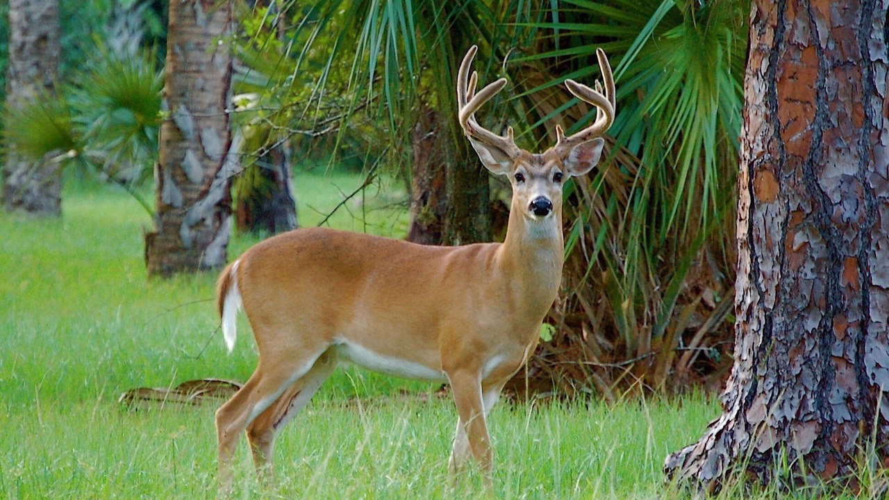 Photo of Outdoor in Sebring