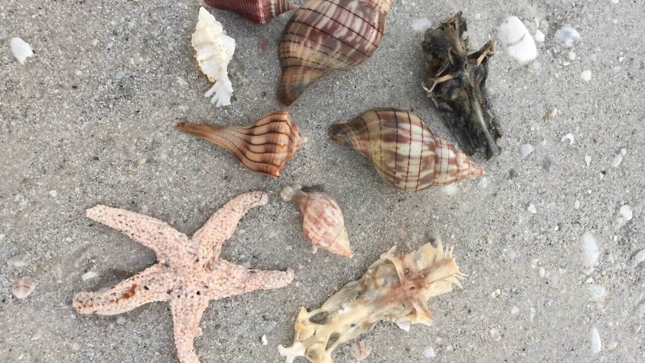 Photo of Others in Sanibel