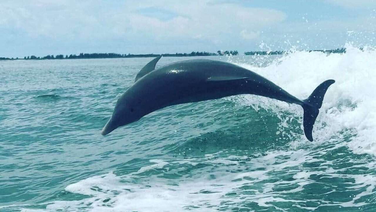 Photo of Others in Sanibel