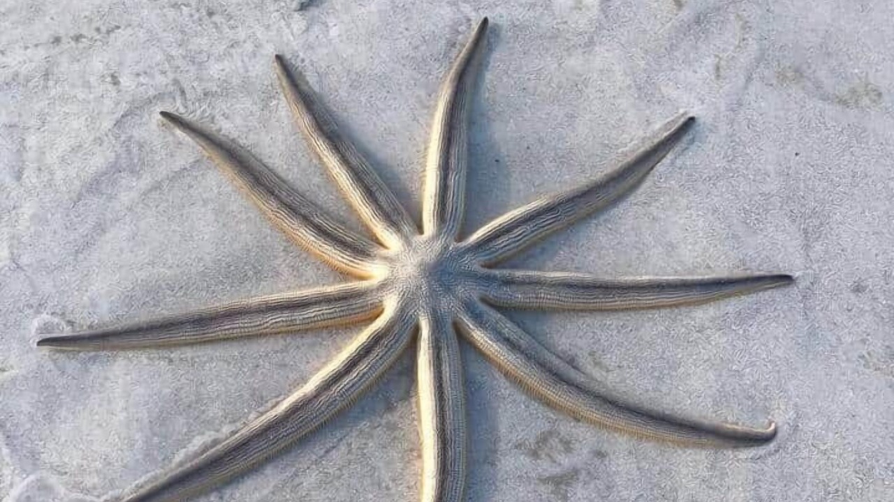 Photo of Others in Sanibel
